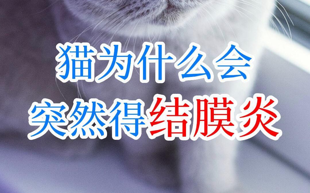 猫为什么会突然得结膜炎哔哩哔哩bilibili