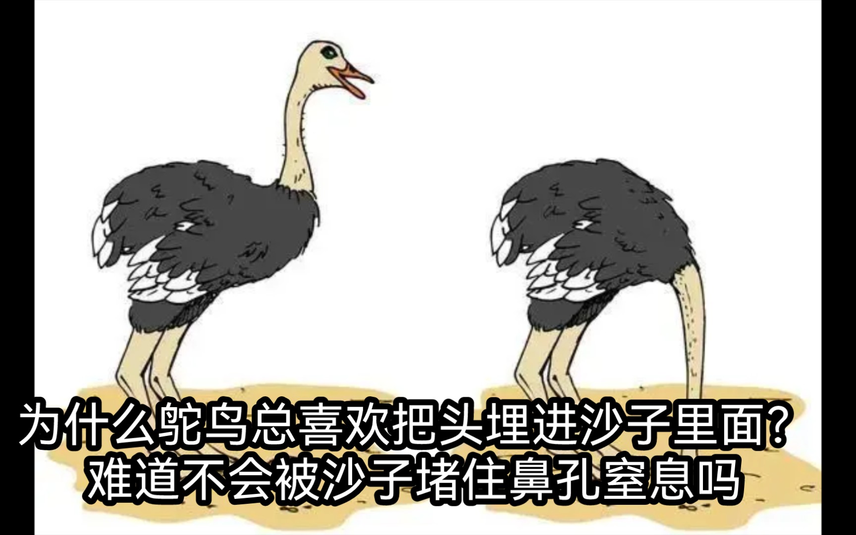 为什么鸵鸟喜欢把头埋进沙子里?难道不会被沙子堵住鼻孔窒息吗哔哩哔哩bilibili