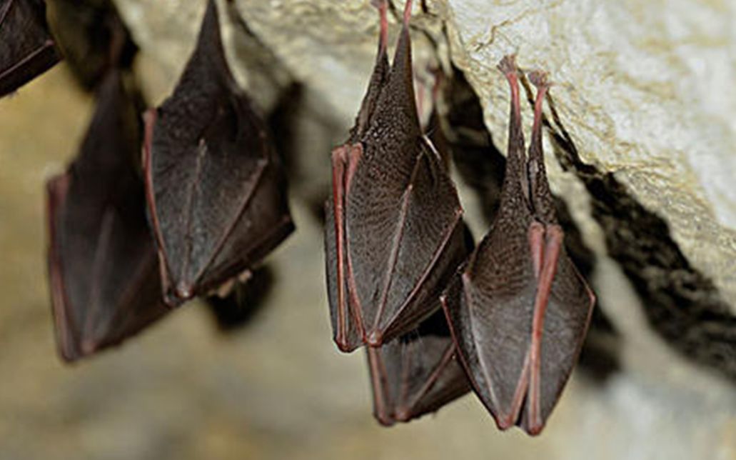 武汉新型肺炎引关注 千万不要再吃野味了!