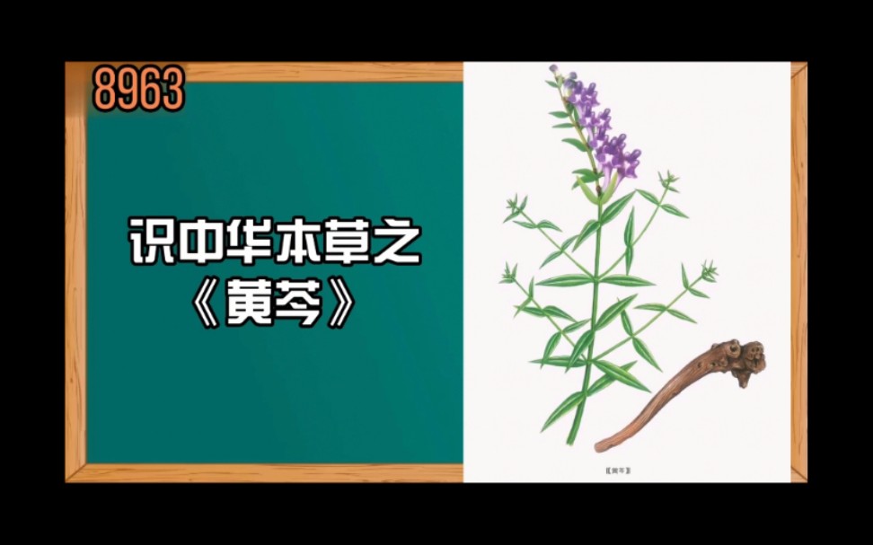 第18集 | 识中华本草之《黄芩》哔哩哔哩bilibili