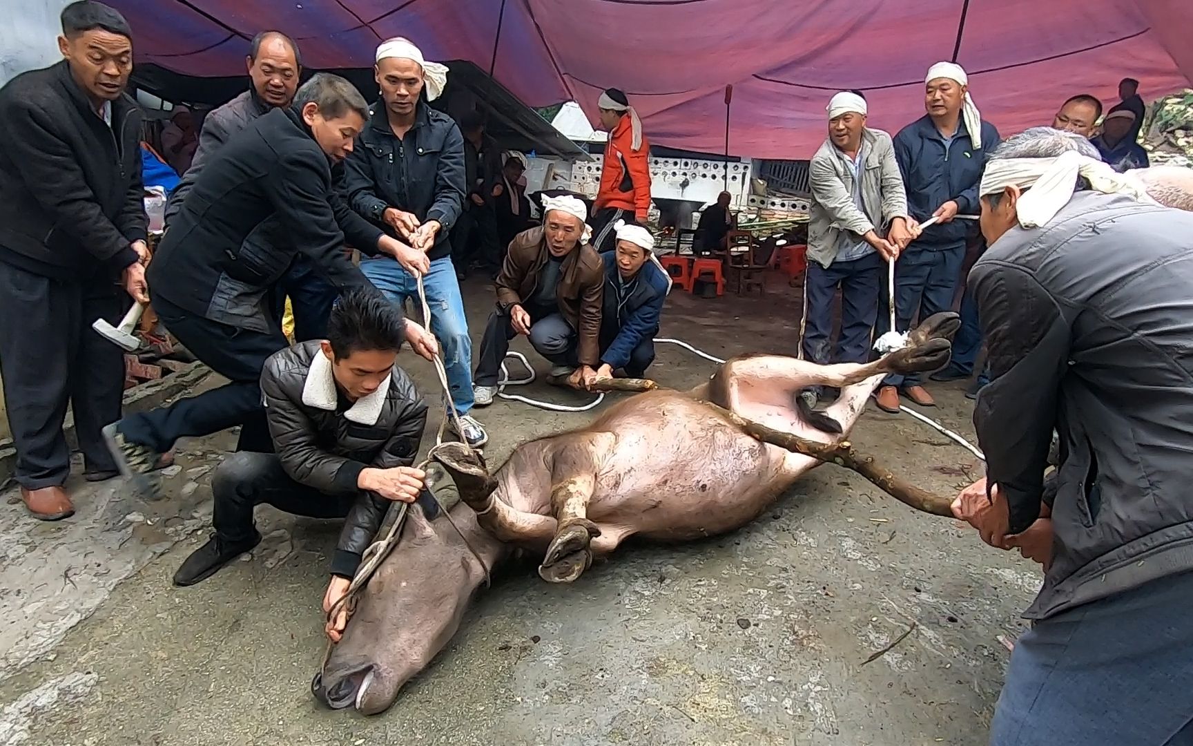 村民宰牛反抗激烈将水牛拉倒又挣扎站起最终寡不敌众命丧锤下