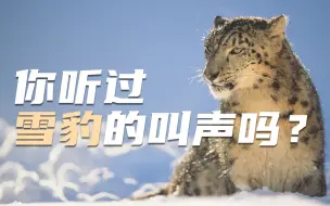 Download Video: 你听过雪豹的叫声吗？