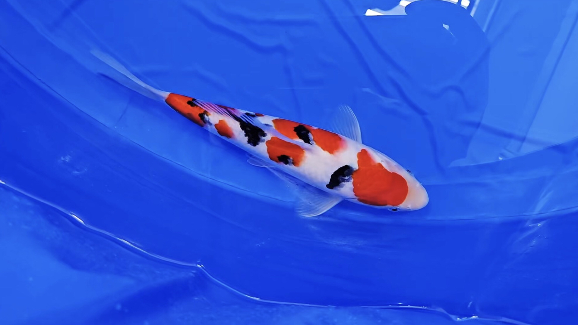 阪井大正三色锦鲤,雅赏三十加赛级观赏鱼.