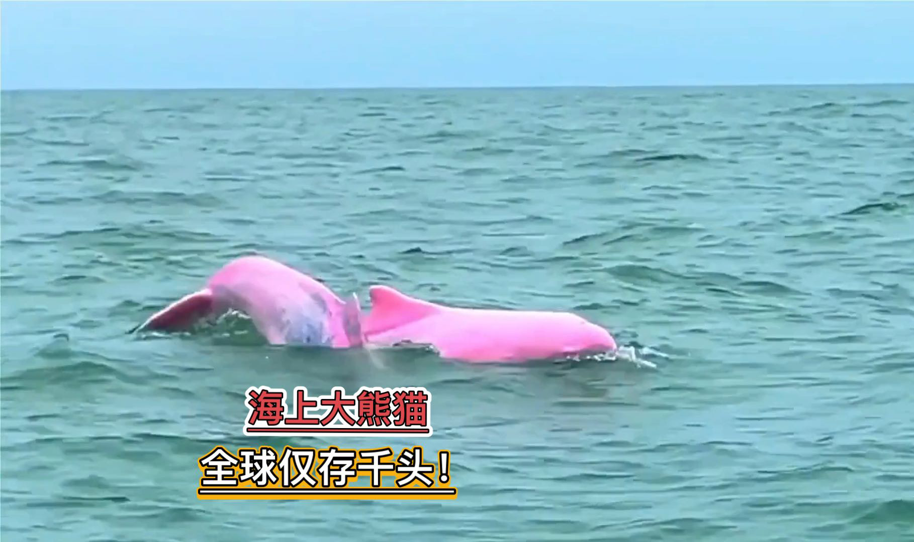 南澳岛最后12头粉红色海豚,被誉为"海上大熊猫",全球仅存千头