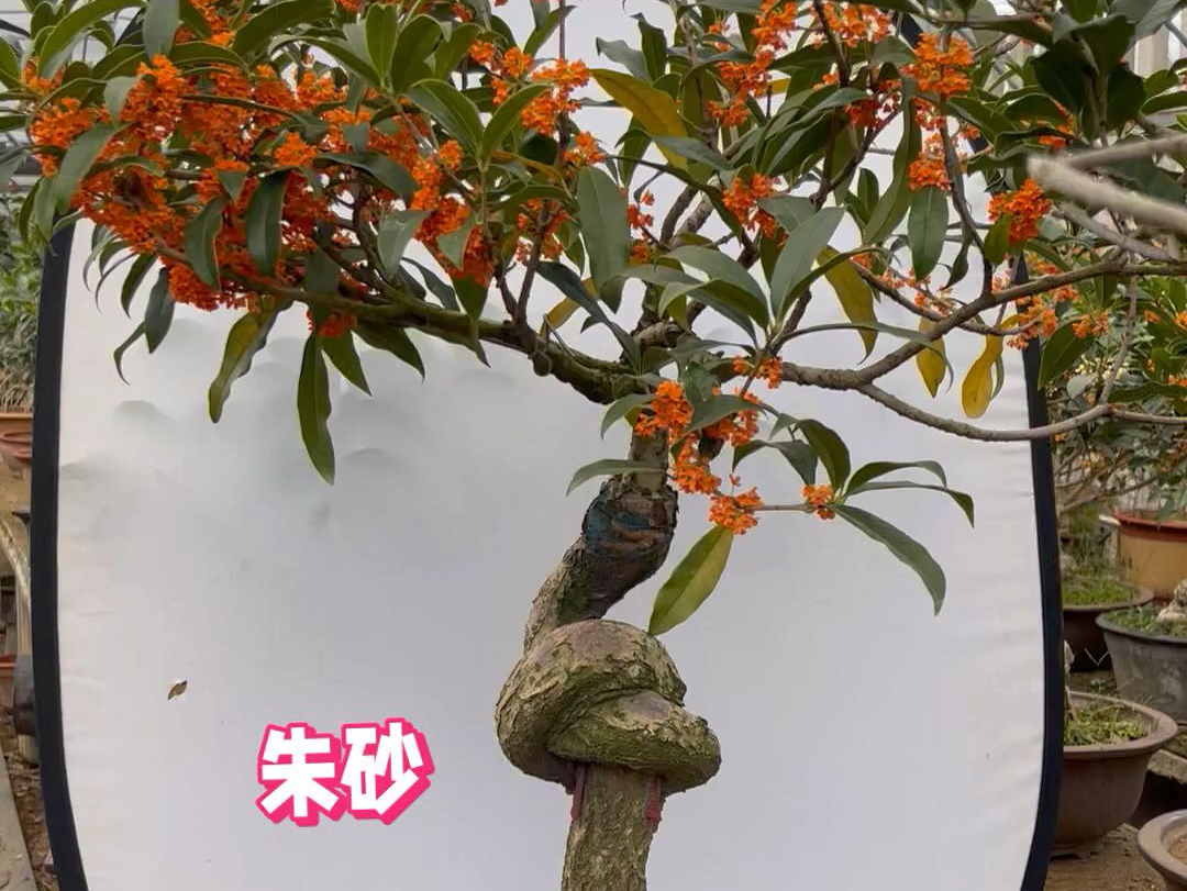 朱砂桂盛开