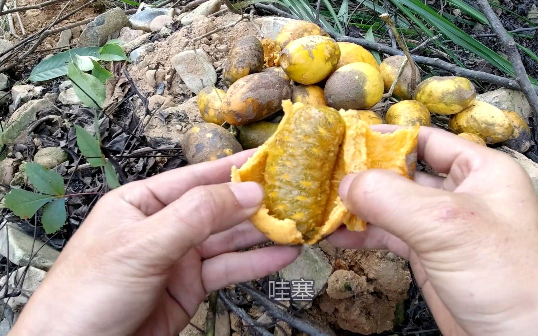 南方大山上有一种野果,成熟后全身金黄色,城里人有钱也难买到