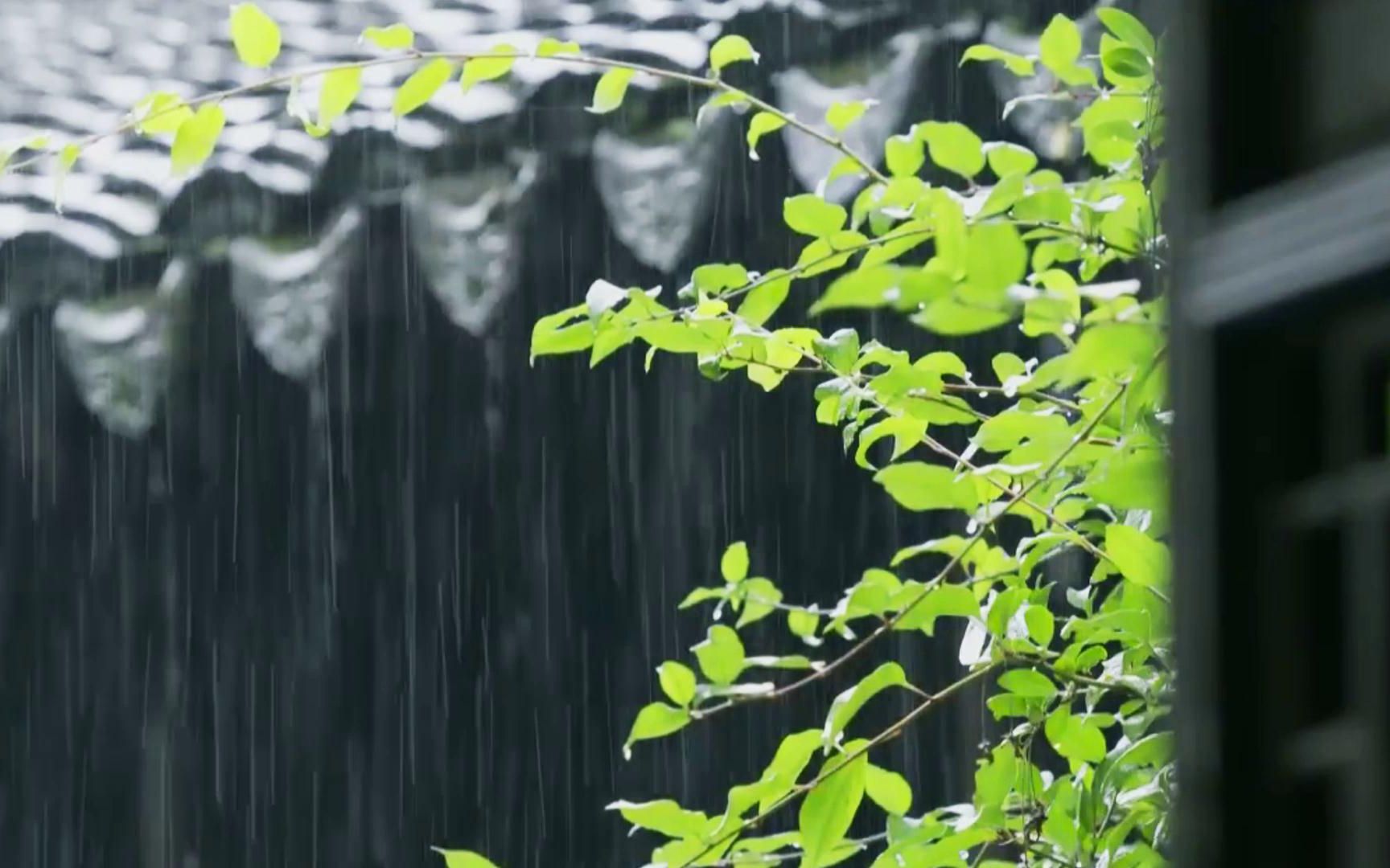 [图]【素材分享 | 古风空镜】花，落雨，飘雪，芦苇，竹林，河灯，锦鲤 ……