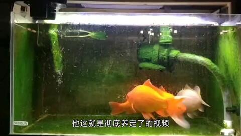记录草金鱼褪色 变色 过程 分析褪色的主要原因与解决办法 哔哩哔哩 Bilibili