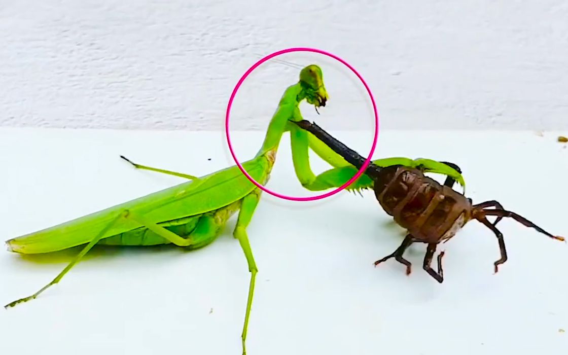 螳螂 vs 蝎子