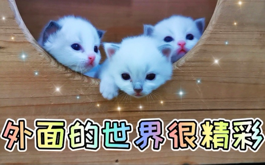 小奶猫的样子萌萌哒,可是你见过它们生猛的一面吗?哔哩哔哩bilibili