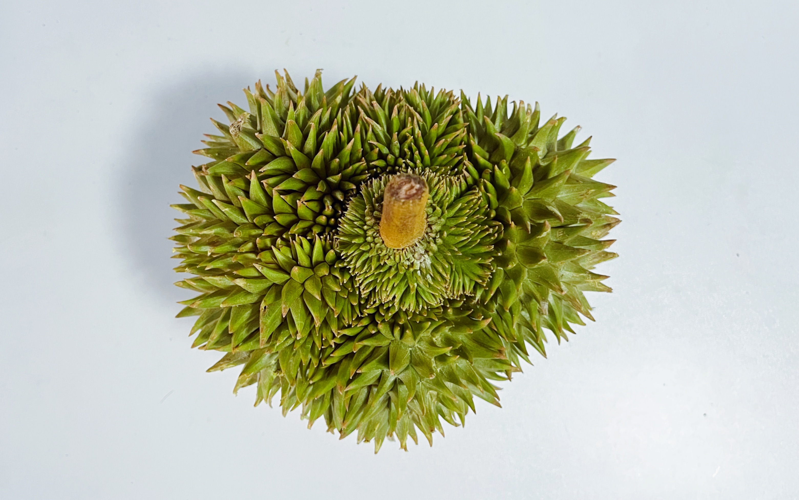 [ 榴莲盲盒no.116 | 越南青皮干尧 ]我和青皮干尧,终究是无缘!