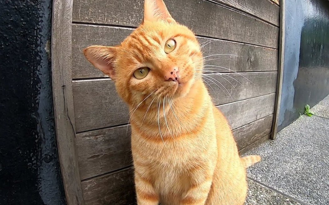 "一只台湾猫,张着神秘的脸看着相机_哔哩哔哩 (゜-゜)つロ 干杯~-bili