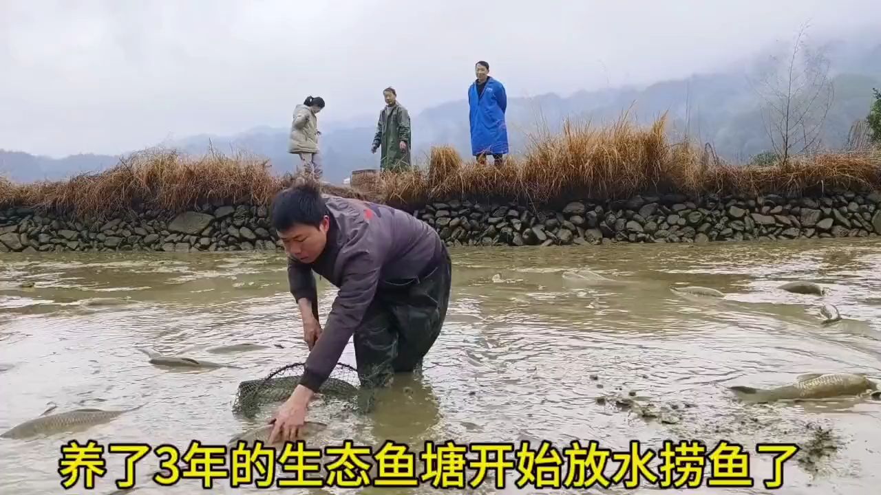 大伯家养了3年的山顶老鱼塘,把水放干,里面鱼还真多都是大货 !