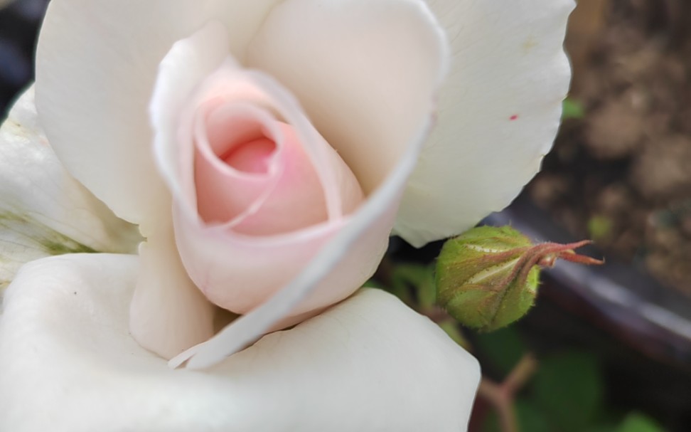 古老月季—羽士妆,春日盛开