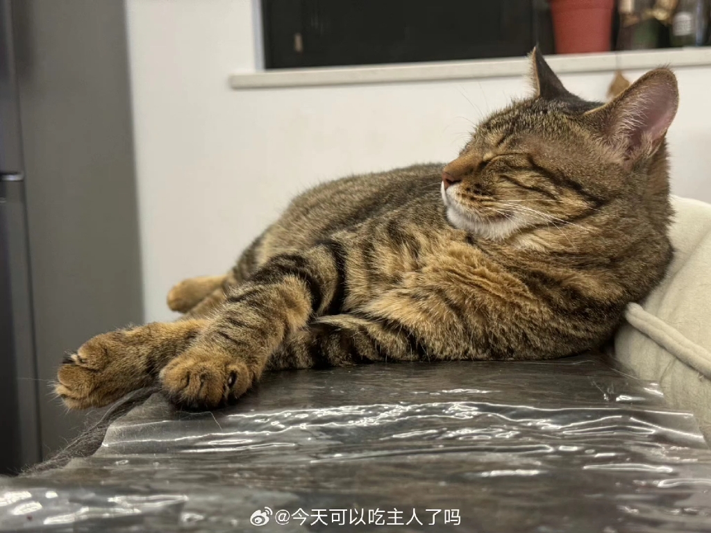 猫咪悠闲午后时光【慵懒可爱】