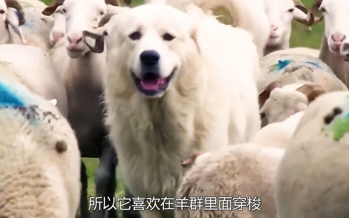 [图]7只牧羊犬，为了保护1000只羊，与狼交锋