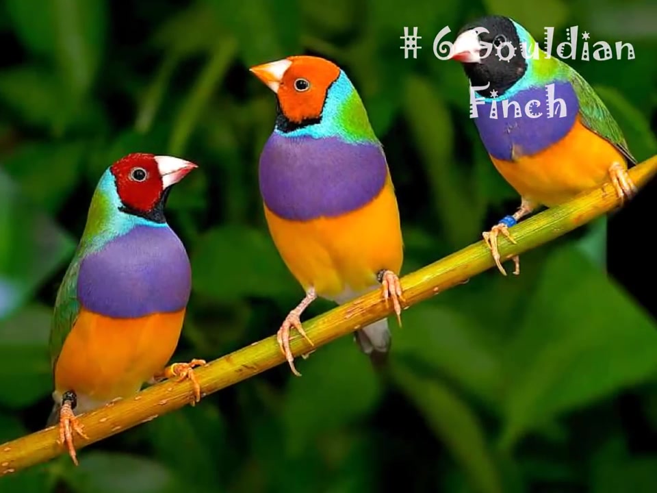 地球上最美丽的十种动物!第一名超乎你的想象