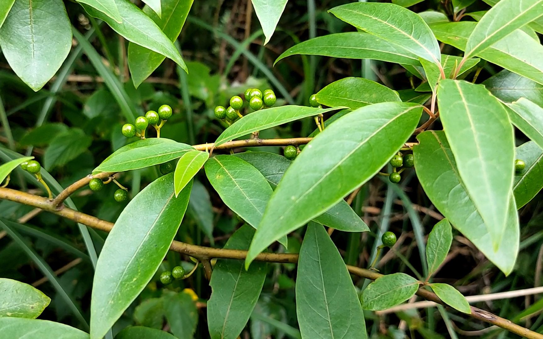 山鸡椒用来做辣子鸡真是绝配也适合做水煮鱼还可以做什么你知道吗