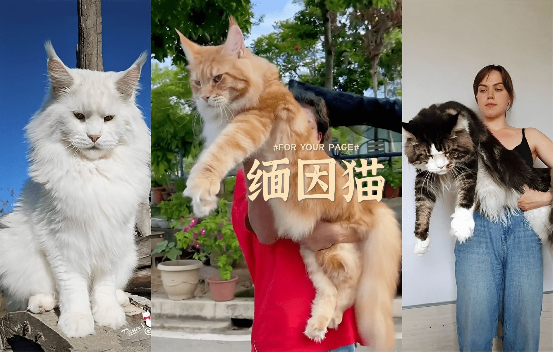 世界上最大的猫品种  缅因猫 𐟐𑥓”哩哔哩bilibili