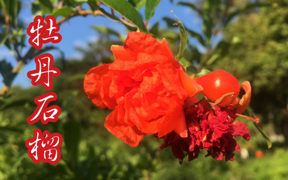 大学校花系列——大学校花美不胜收之牡丹石榴花欣赏