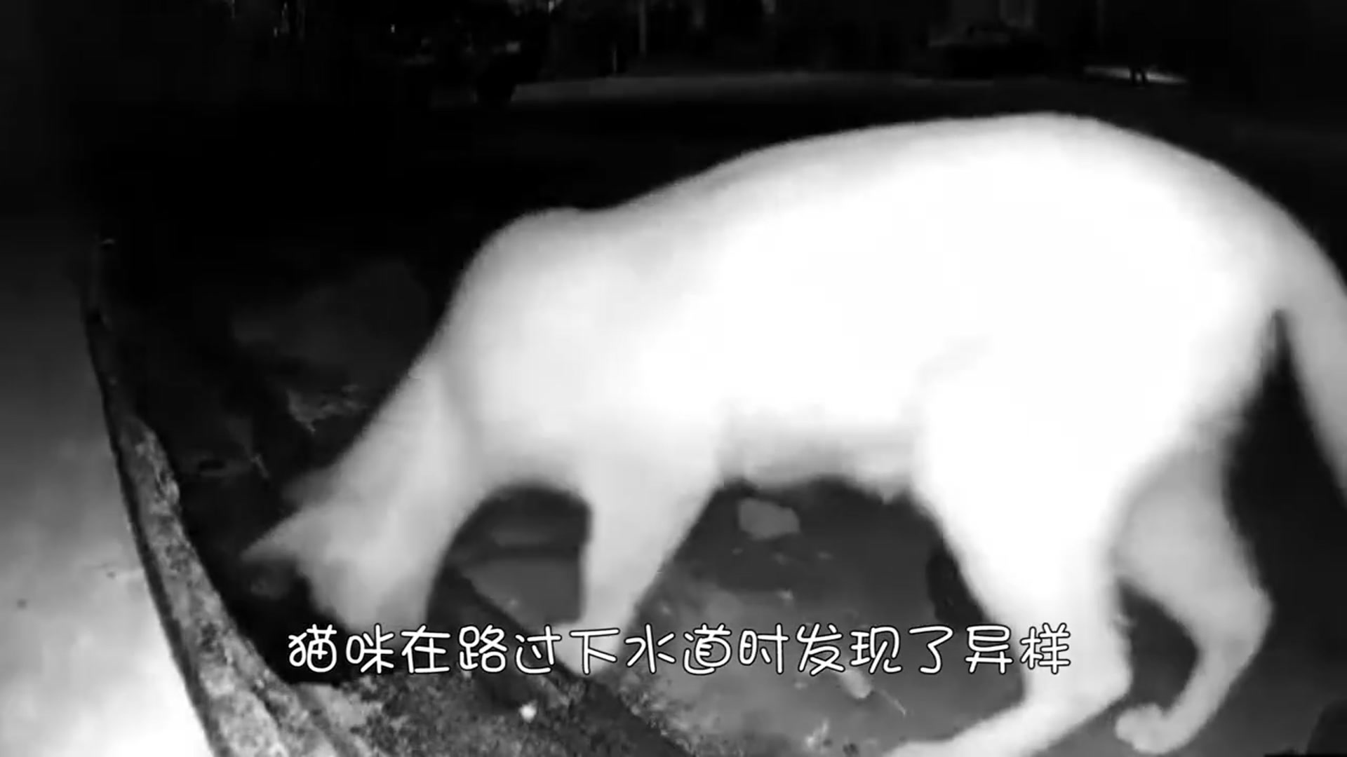 [图]猫咪路过下水道，被“大蟒蛇”偷袭，血溅当场，监控记录惊险过程！