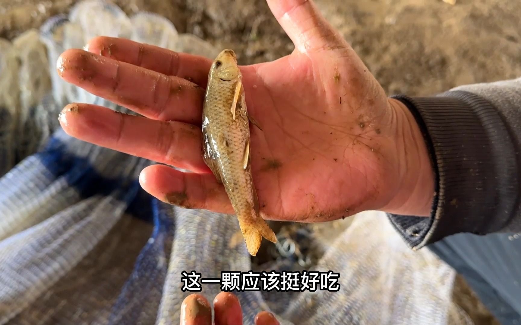 在一个无人在意的桥下撒网,打到了鲫鱼窝,都是怀孕大肚子鲫鱼