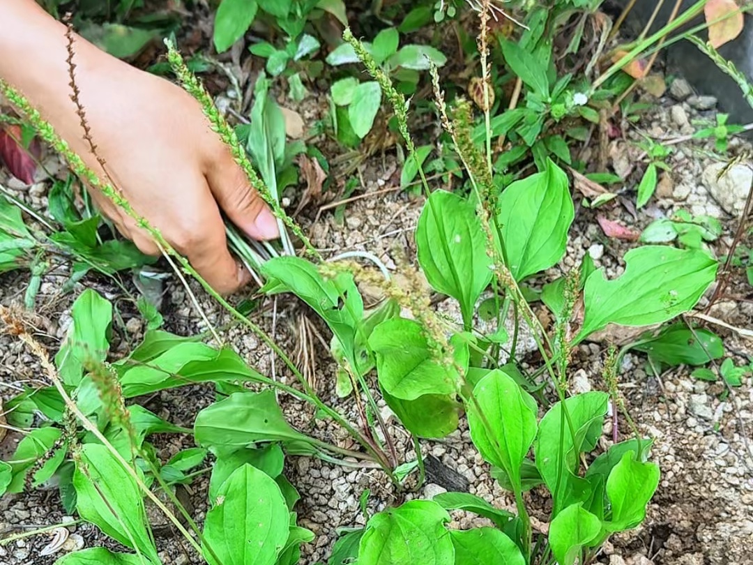 车前草也叫车前菜,因其通常生长于道路两旁,又名当道