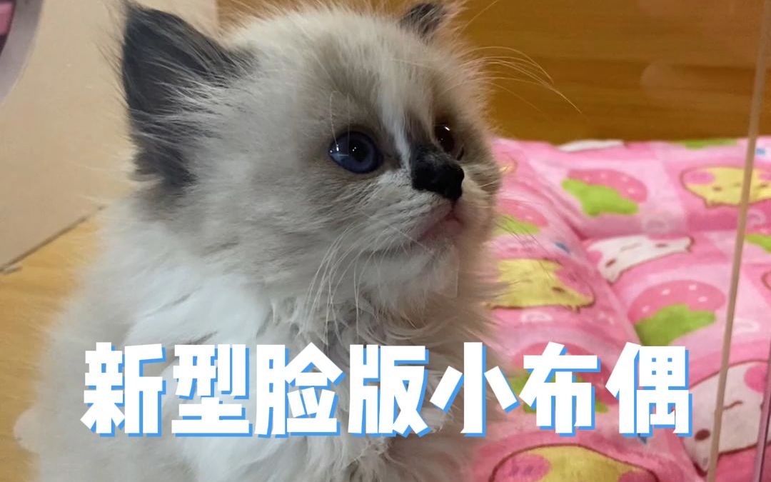 新版小猫咪哔哩哔哩bilibili