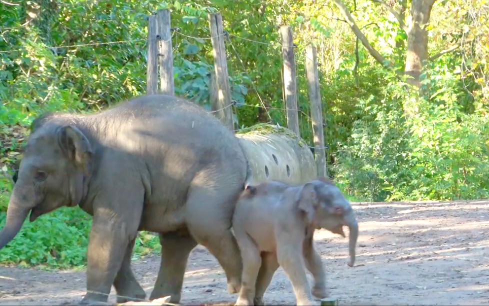 [图]【Elephant Radjik】Radjik好像喜欢用屁股怼小宝宝