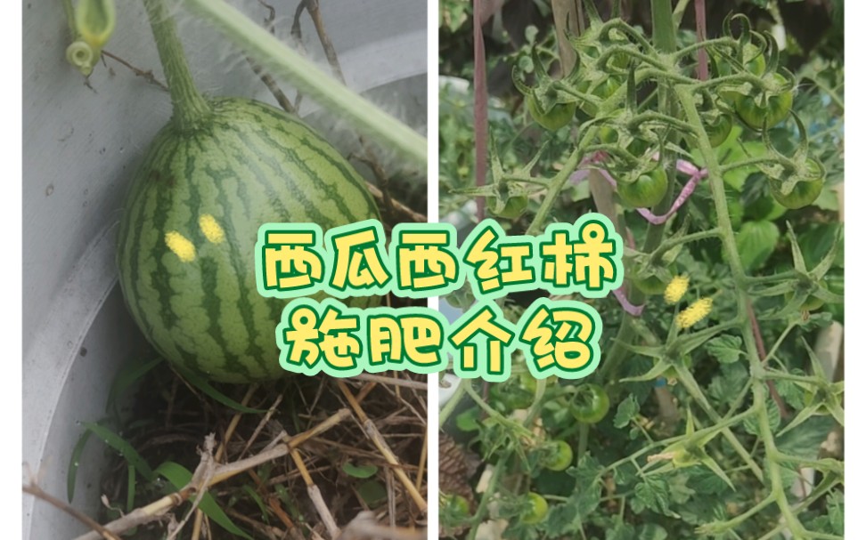 为大家介绍一下肥料应用的原理,希望大家了解后对种植有帮助.哔哩哔哩bilibili