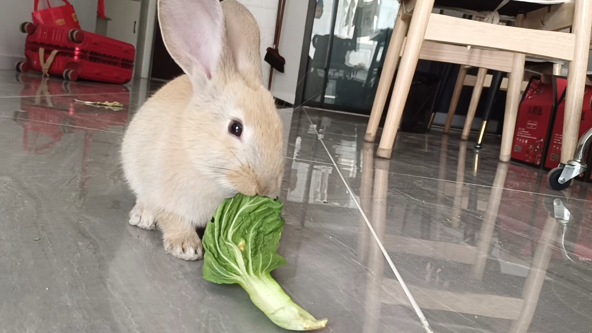 兔兔的青菜初体验78兔子吃青菜超级可爱!
