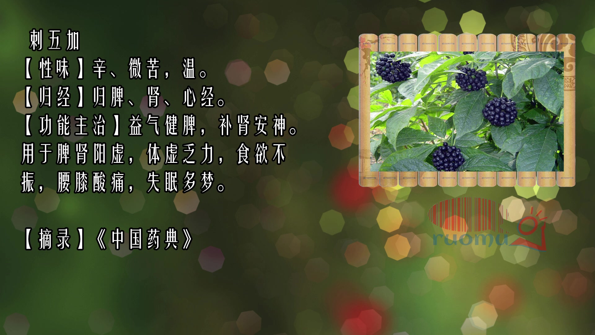 中医药材刺五加哔哩哔哩bilibili