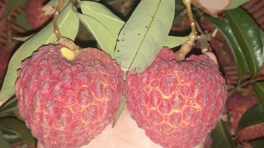荔枝王——蟾蜍红,紫娘喜,荔枝中的"巨无霸"._哔哩哔哩_bilibili