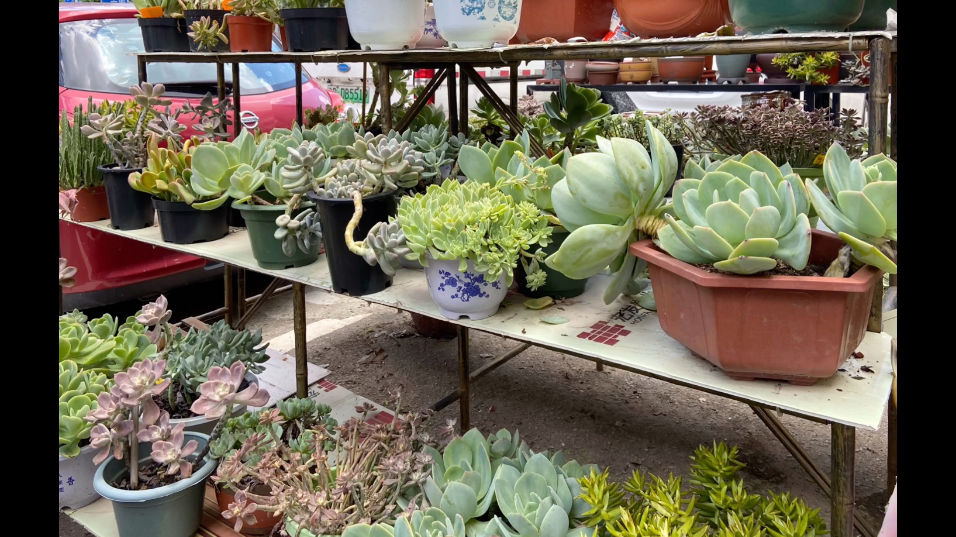 随拍日记05 (八卦岭花卉中心)_哔哩哔哩_bilibili
