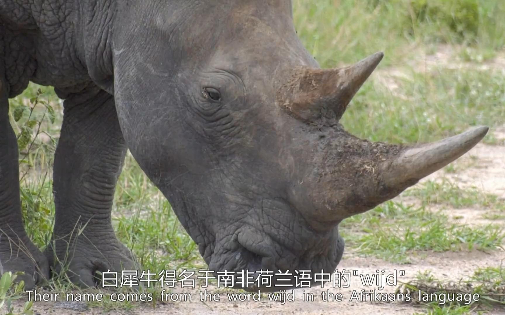 生命生物白犀牛哔哩哔哩bilibili