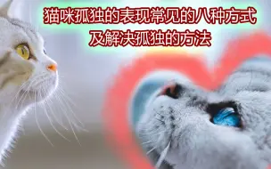 下载视频: 八种猫咪孤独的表现及如何缓解猫咪的孤独和焦虑