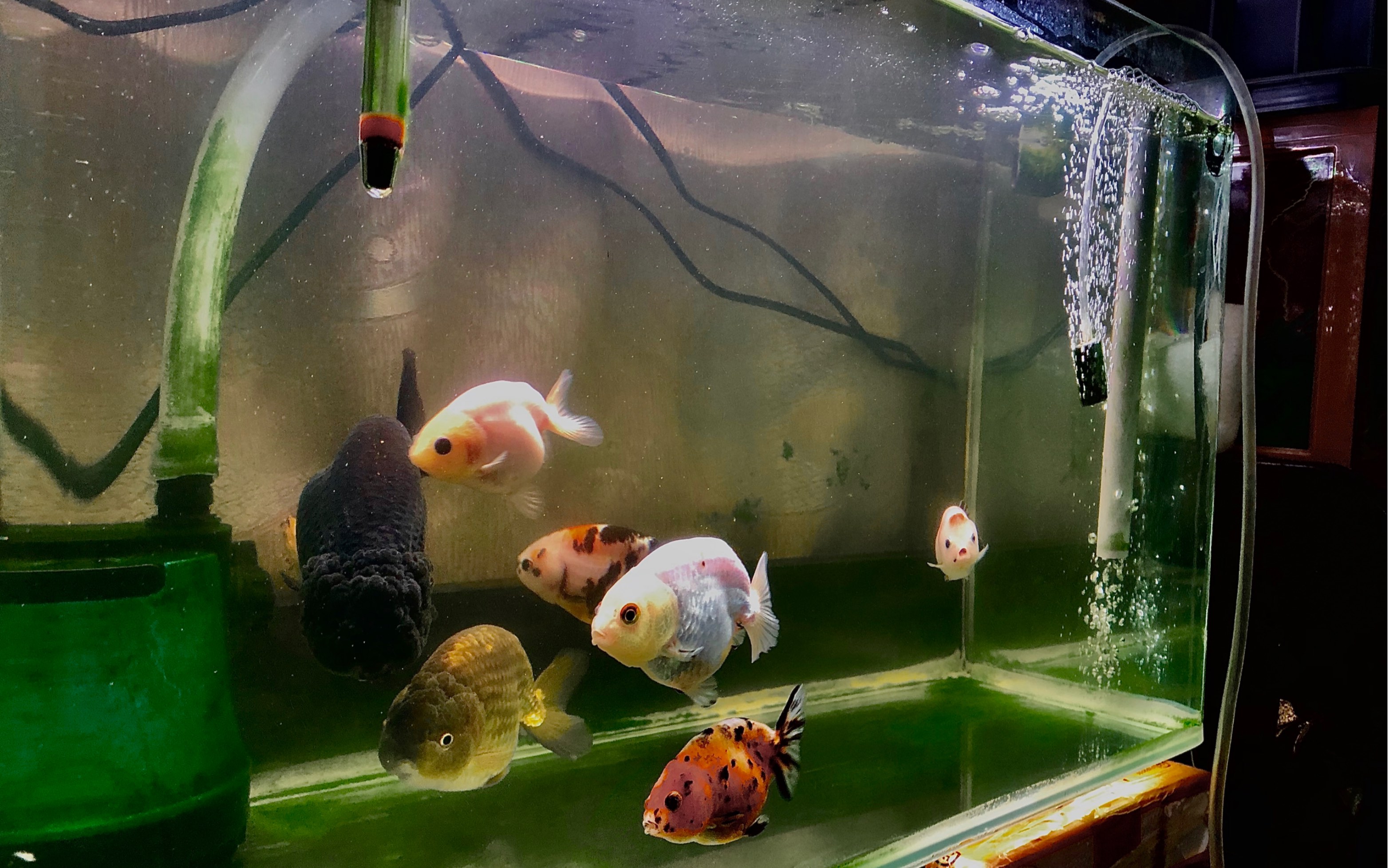 【兰寿金鱼日常】水质开始变好了哦,越来越清.