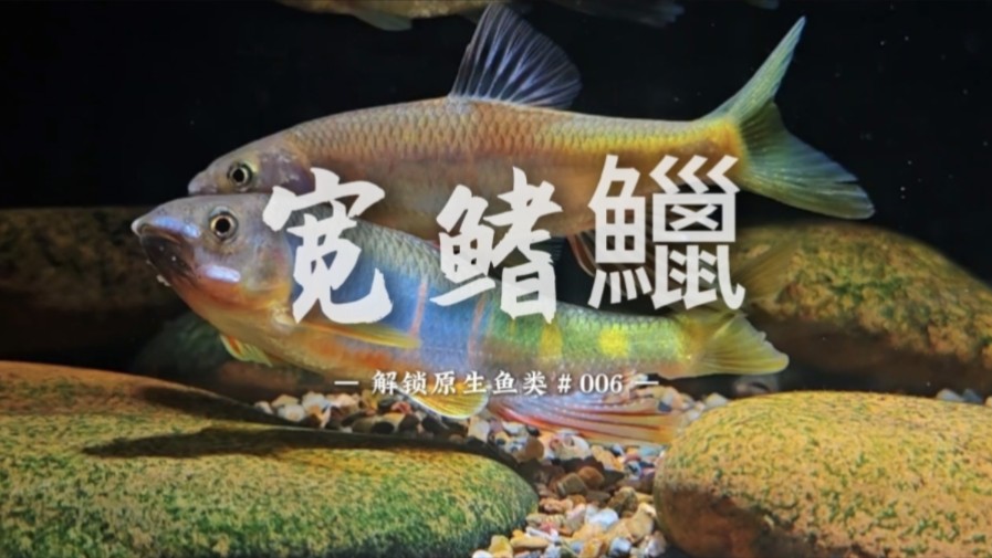 原生鱼图鉴 ▏缸内霸主级存在!