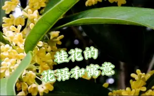 Video herunterladen: 桂花的花语和寓意是什么？