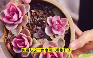 十字星多肉 哔哩哔哩 Bilibili 十字星多肉 哔哩哔哩 Bilibili