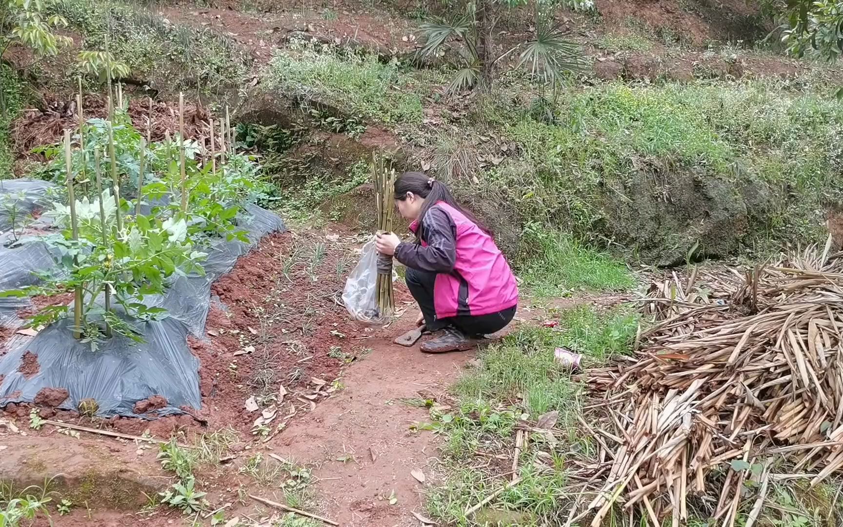 番茄藤长高了就要插桟桟,这样也能多结点果子,很快就有番茄吃了哔哩哔哩bilibili