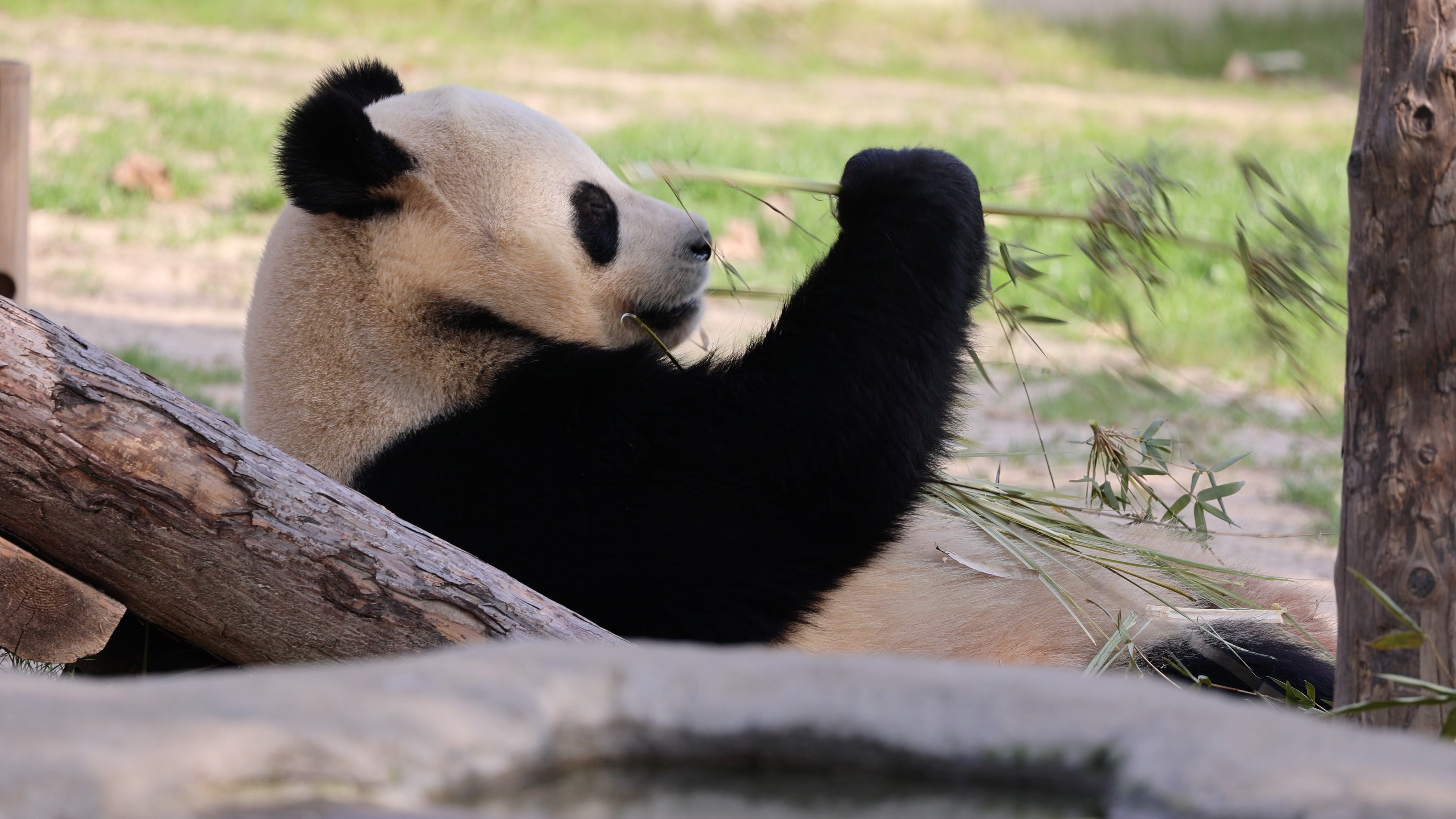 上海野生动物园 芊金