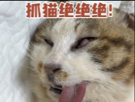 抓猫猫绝绝绝