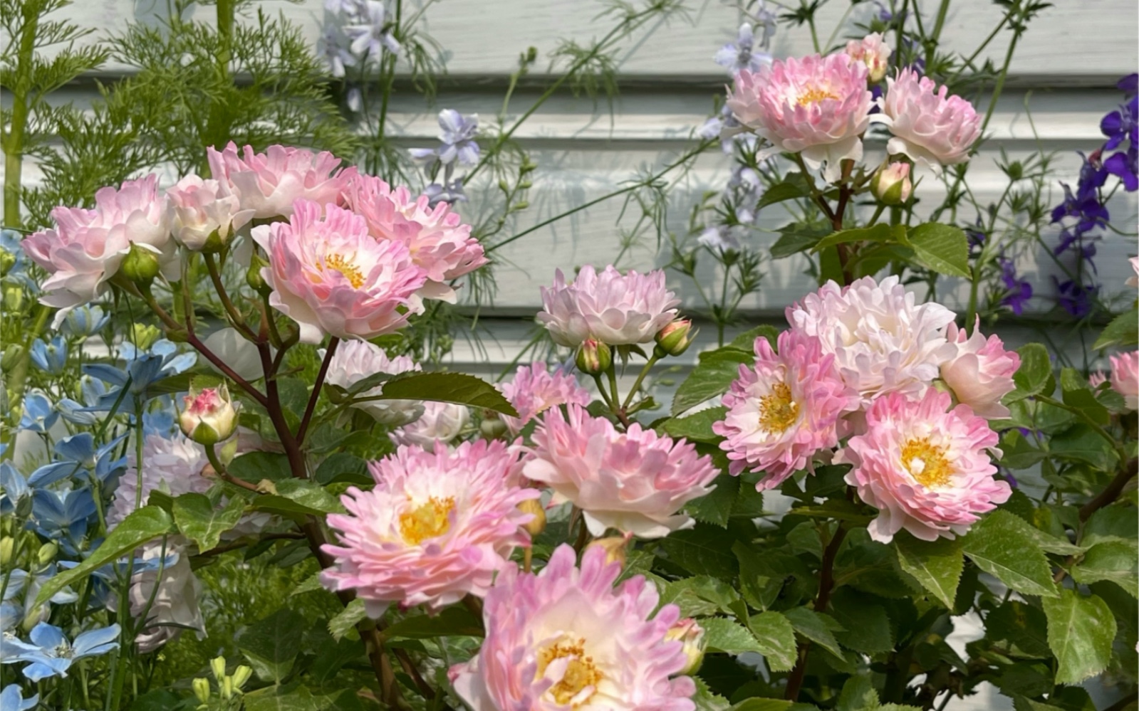 海葵/海的女儿 一种长着菊花脸的月季,莫不是.