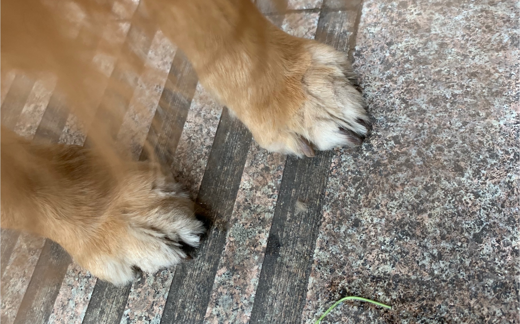 给狗狗剃脚毛,右边是我剃的,我爹说剃的跟狗啃一样_哔哩哔哩 (゜-゜)