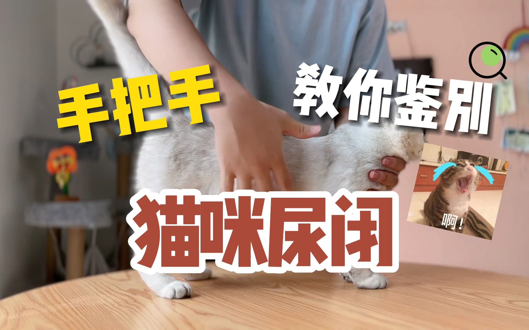 「养猫人进」手把手教你鉴别猫咪尿闭!!!哔哩哔哩bilibili