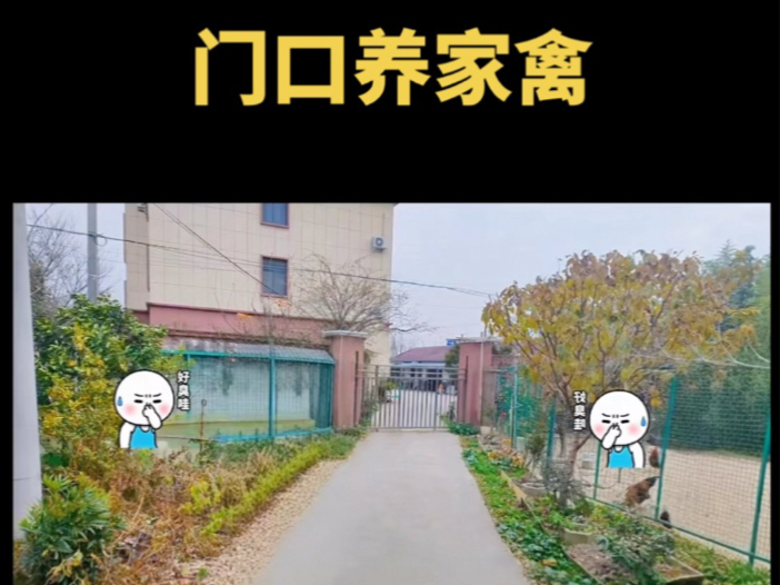 #家禽养殖哔哩哔哩bilibili