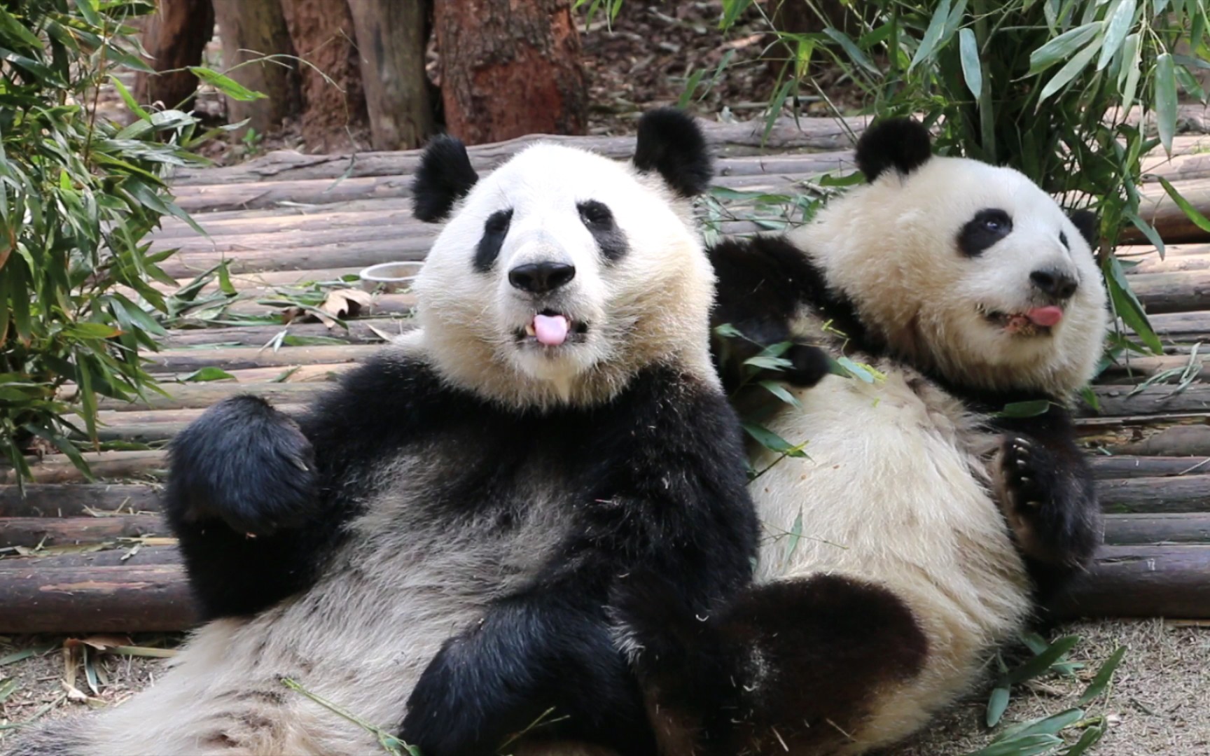 用jio蹬蹬蹬和叶,蹬不动,顺势又躺倒了05【大熊猫和花 和叶】