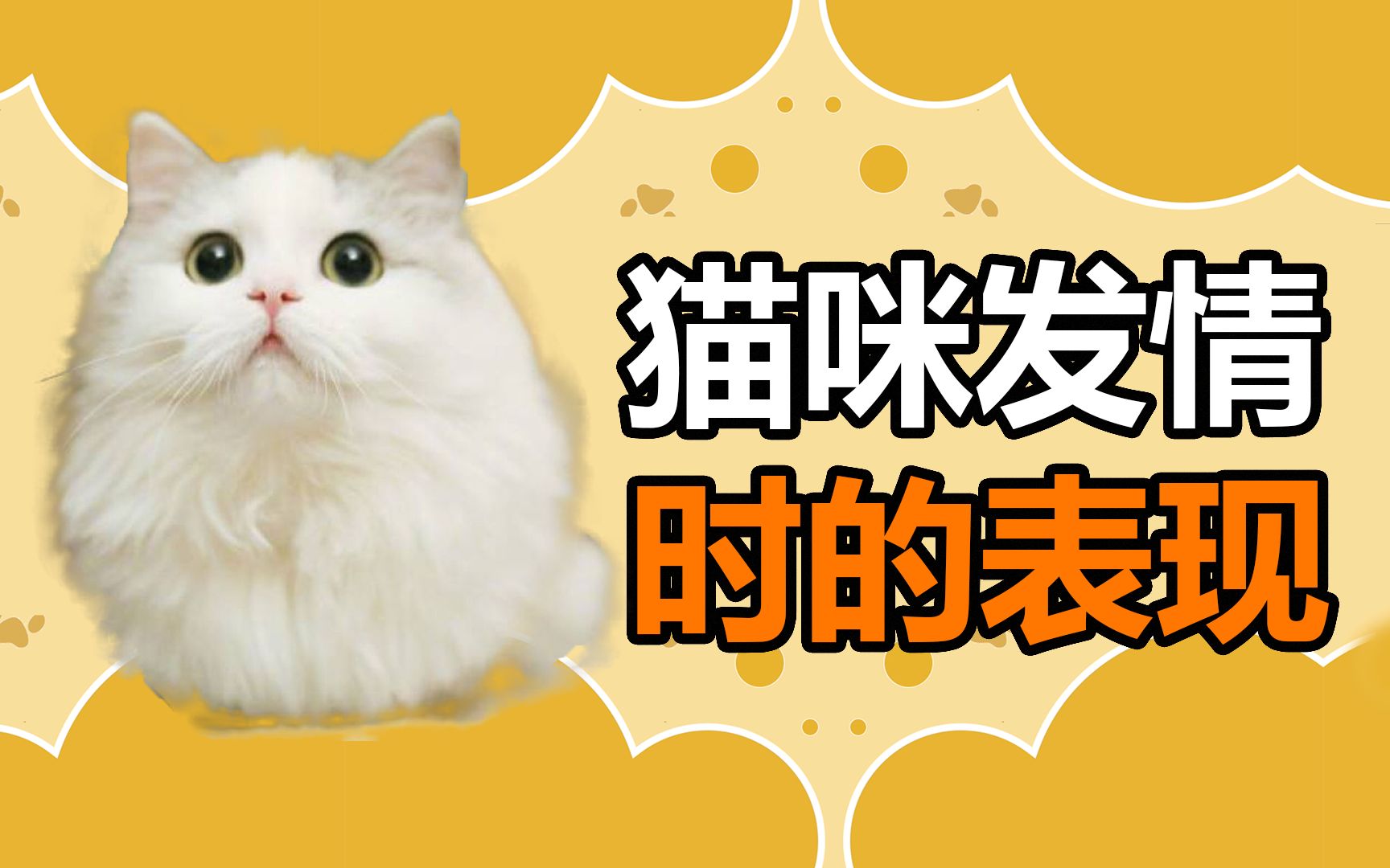 宠物冷知识:猫咪发情的表现有哪些,你知道吗?哔哩哔哩bilibili