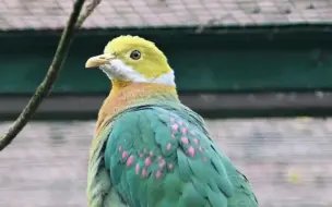 Скачать видео: 鸠鸽科鸟类 粉斑果鸠